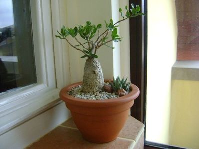 Fockea edulis; dec. 2017
