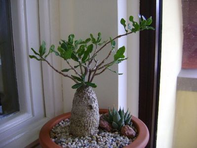 Fockea edulis