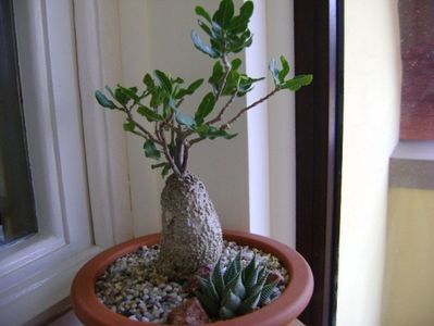 Fockea edulis