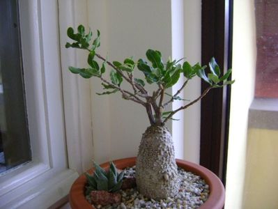 Fockea edulis