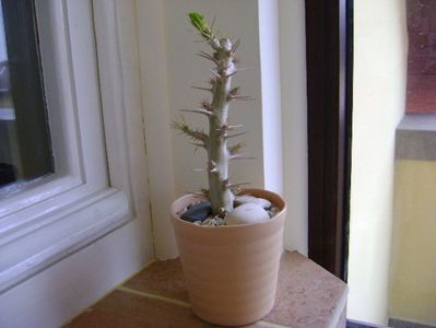 Pachypodium saundersii; dec. 2017
