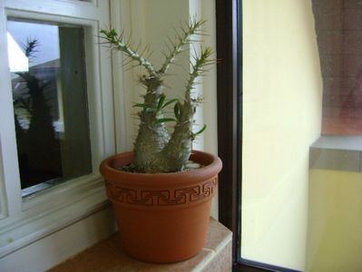 Pachypodium saundersii; dec. 2017
