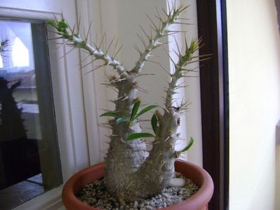 Pachypodium saundersii