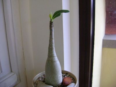 Adenium arabicum "Tiny Ding-dong"