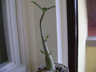 Adenium somalense