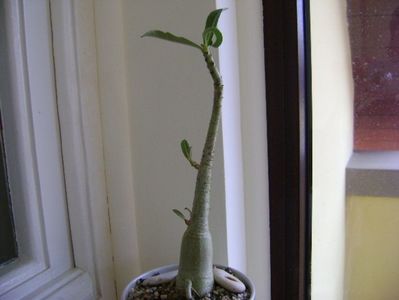 Adenium somalense