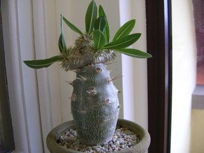 Pachyipodium brevicaule (altoit pe Pachypodium lamerei)