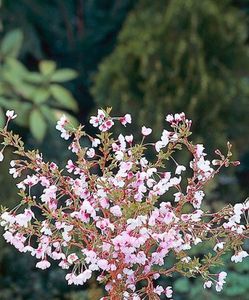 Prunus incisa Kojou-no-mai Cires ornamental japonez pitic; soare/semiumbra ,decorează cu florile si cresterea neregulată a crengilor.i:1,5-2,5m, r, 22,9ron, starkl
