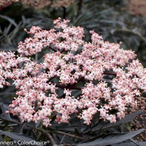 Sambucus nigra Black Lace; frunze purple, flori roz(mai, iun), soare, 2,5m/2,5m (12 eur, clematis-muenster, clematite)
