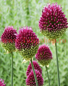 Bulbi Allium Sphaerocephalon (Ceapa decorativa); Plantarea se face in perioada martie-mai. Va inflori in perioada iunie-august. Prefera locurile insorite, dar se descurca si in cele semiumbrite. Inaltimea maxima 50-60 cm. STOC EPUIZAT!
