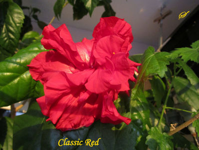 Classic Red(19-01-2018)\