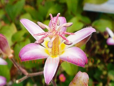 Bulbi Tricyrtis Tojen (Orhidee); Plantarea se face in perioada martie-aprilie. Va inflori in perioada aprilie-mai. Prefera locurile umbrite si semiumbrite. Inaltimea maxima 50-80 cm. STOC EPUIZAT!
