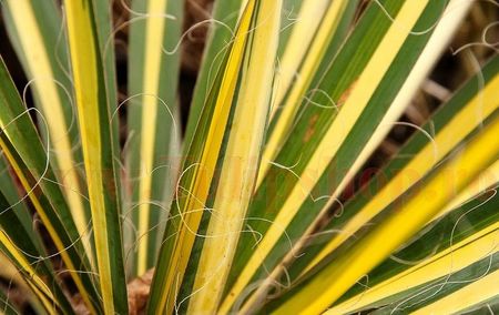 Bulbi Yucca Golden Sword; Plantarea in perioada martie-aprilie. Va inflori in perioada mai-august. Prefera locurile insorite. Inaltimea maxima 50-60 cm. STOC EPUIZAT!
