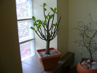 Euphorbia umbellata (Synadenium grantii)