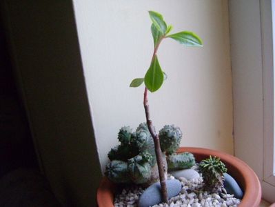 Talinum paniculatum, inceput de vegetatie