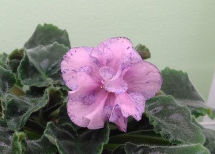 Floare roz - inflorire de iarna