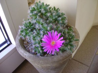 Trichodiadema densum