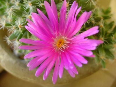 Trichodiadema densum