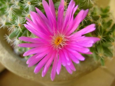 Trichodiadema densum