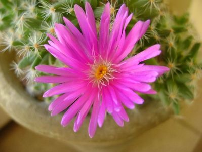 Trichodiadema densum