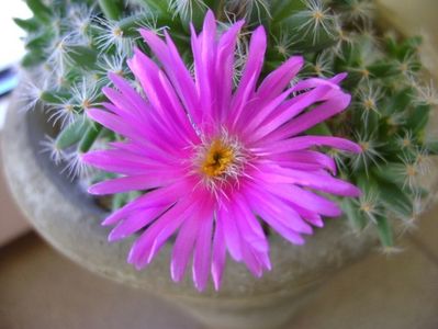 Trichodiadema densum