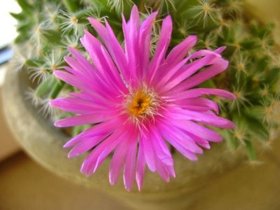 Trichodiadema densum