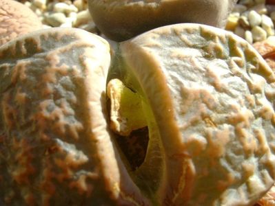 Lithops