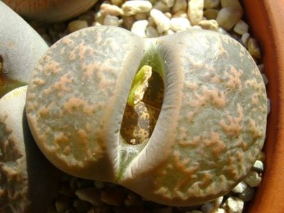 Lithops