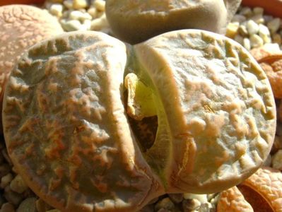 Lithops