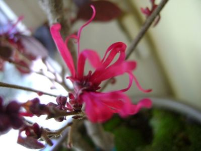 26 ian. 2018: Loropetalum chinensis
