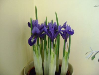 26 ian. 2018: Iris reticulata Harmony (Mini iris); rezista pana la -5 grade C
