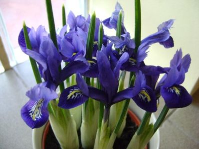 26 ian. 2018: Iris reticulata Harmony (Mini iris); rezista pana la -5 grade C
