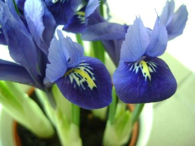 26 ian. 2018: Iris reticulata Harmony (Mini iris); rezista pana la -5 grade C
