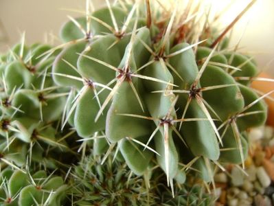 Parodia (Notocactus) buiningii