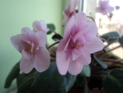 Violeta de Parma roz epuizat