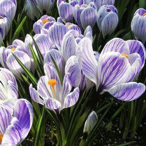 crocus_king_of_the_striped_