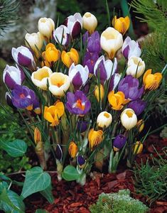 004678-50-Crocus-botaniques-en-melange_