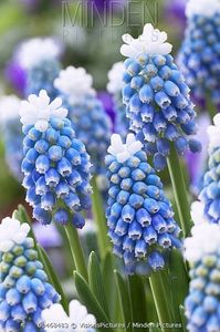 Muscari Aucheri Mount Hood