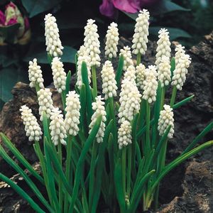 Muscari Botryoides Album