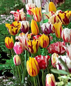 Tulipa  Rembrandt mix