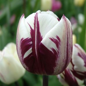 tulipa-tulip-rems-favourite-