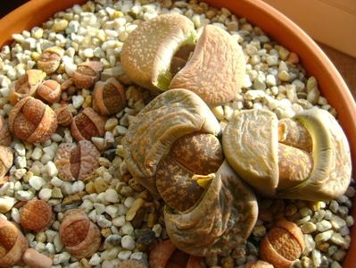 Lithops