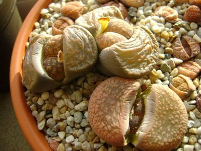 Lithops