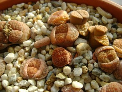 Lithops