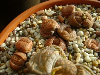 Lithops