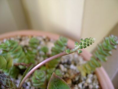 Ledebouria socialis