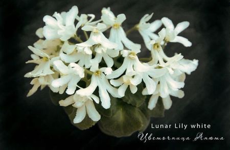 Lunar Lily White epuizat