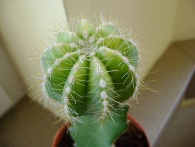 Notocactus (Parodia) magnificus f. aurata
