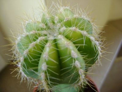 Notocactus magnificus f. aurata