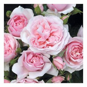 natasha-richardson rose